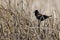 Red-Winged Blackbird Singing in the Marsh