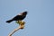 Red-Winged Blackbird Singing from a Tree