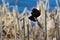 Red winged blackbird sitting on a dried cattail with a blue background