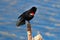 Red winged blackbird sitting on a dried cattail with a blue background