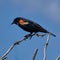 Red-winged blackbird sitting on twig.  Blue sky background.  BC