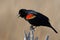 A Red-winged Blackbird Standing on a Dead Tree