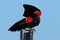 A Red-winged Blackbird Standing on Fence Post