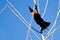 Red-Winged Blackbird Taking to Flight