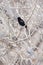 Red-winged blackbird in tree