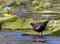 Red Winged Blackbird on Water Plants