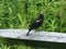 Red Winged Blackbird on a Weathered Wooden Fence