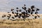 Red-Winged Blackbirds