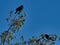 Red-winged Blackbirds Feasting on Russian Olive Tree