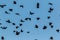 Red Winged Blackbirds fly in amazing formation over farmlands