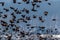Red Winged Blackbirds fly in amazing formation over farmlands