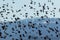 Red Winged Blackbirds fly in amazing formation over farmlands