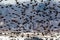 Red Winged Blackbirds fly in amazing formation over farmlands