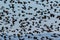 Red Winged Blackbirds fly in amazing formation over farmlands