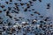 Red Winged Blackbirds fly in amazing formation over farmlands