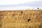 Red-winged blackbirds flying through a field of wheat