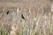 Red-winged Blackbirds, Savannah National Wildlife Refuge