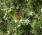 Red-winged parrot