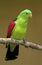 Red winged parrot