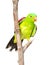 Red-Winged Parrot (Aprosmictus erythropterus) in front. isolated