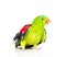 Red-Winged Parrot (Aprosmictus erythropterus) in front . isolated