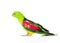 Red-Winged Parrot (Aprosmictus erythropterus) in profile . isolated