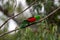 Red-winged Parrot in Queensland Australia