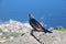 Red-winged starling in cape town