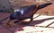 A Red Winged Starling eating a Grasshopper