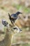 Red-winged Starling and klipspringer in Kruger National park