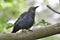 A Red Winged Starling perched on the branch of a tree high up