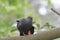 A Red Winged Starling perched on the branch of a tree high up