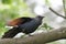 A Red Winged Starling perched on the branch of a tree high up