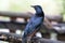 A Red Winged Starling perched on a wooden ledge