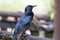 A Red Winged Starling perched on a wooden ledge