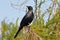 Red-winged starling,South Africa