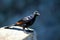 Red-winged starling,South Africa