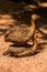 Red-winged tinamou perched on back of another