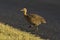 Red winged Tinamou, Rhynchotus rufescens,