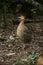 Red-winged tinamou, Rhynchotus rufescens