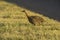 Red winged Tinamou, Rhynchotus rufescens, La Pampa