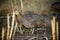 Red-winged tinamou, Rhynchotus rufescens, single bird on floor,
