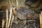 Red-winged tinamou, Rhynchotus rufescens, single bird on floor,