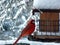 Red Winter Cardinal Eating