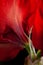 red winter christmas flower amaryllis Merry Christmas closeup