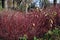 Red winter stems of Siberian dogwood.