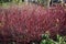 Red winter stems of Siberian dogwood.