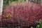 Red winter stems of Siberian dogwood.