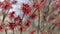 Red witch-hazel blooms in early spring