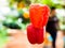 the red wither bell pepper hanging on tree in farm. selective focus